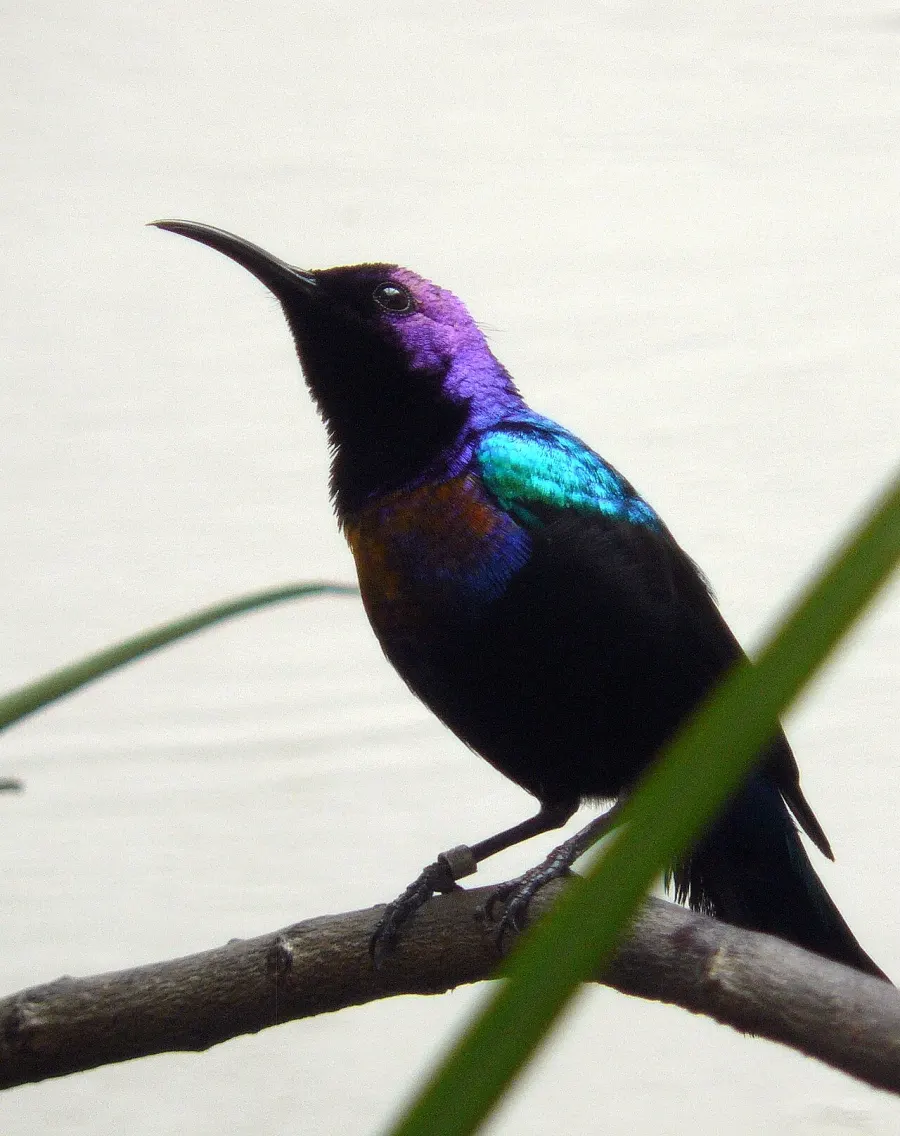 The Splendid sunbird card