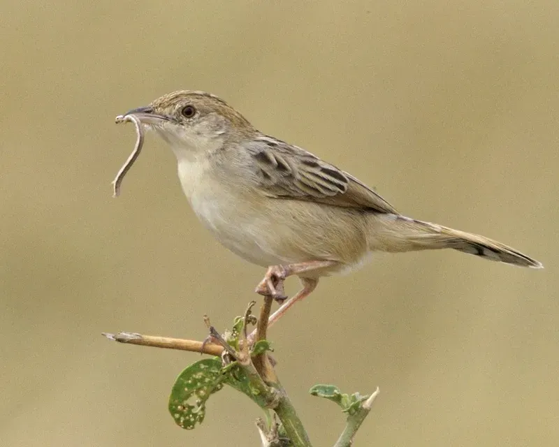 The Desert cisticola card