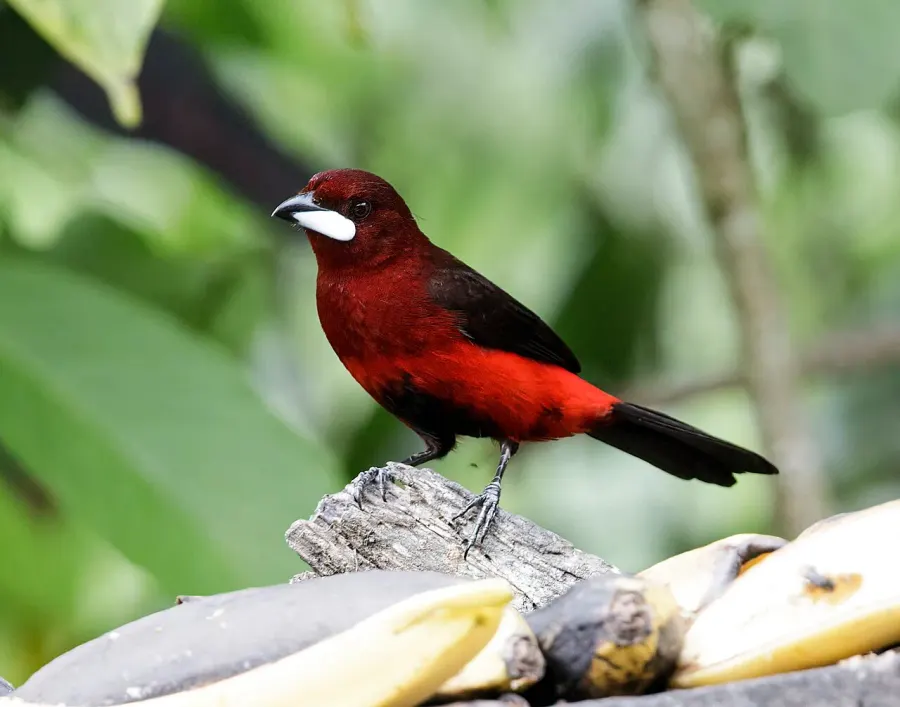 The Huallaga tanager card