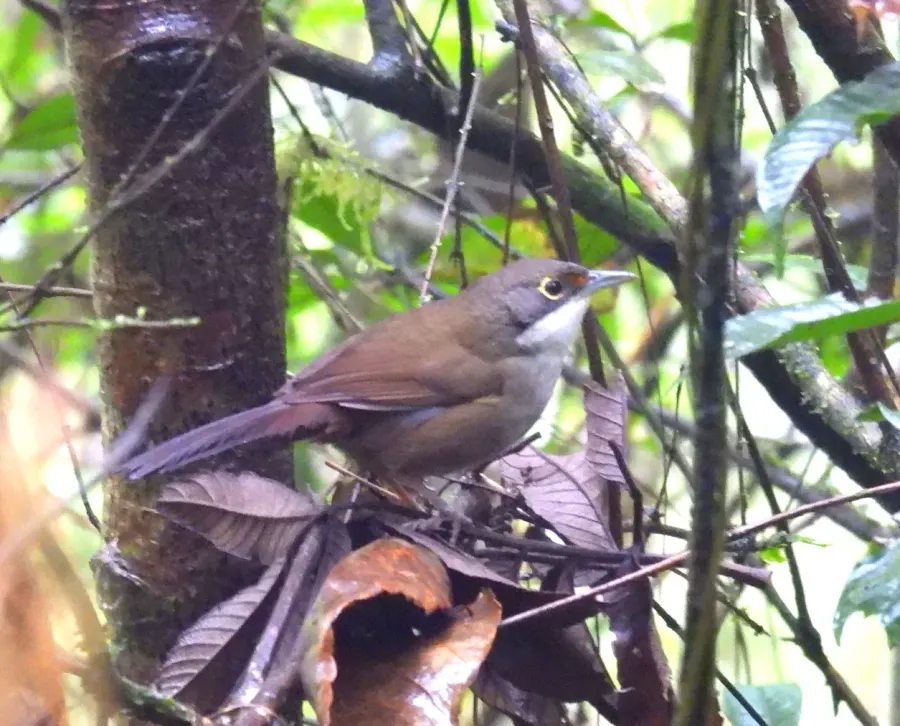 The Eastern chat-tanager card