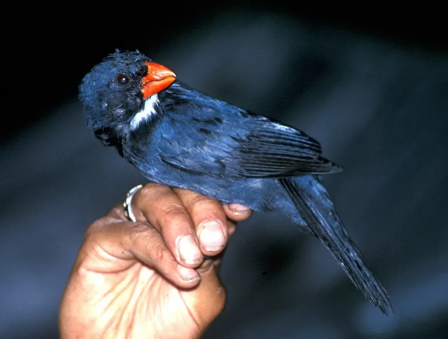 The Slate-coloured grosbeak card