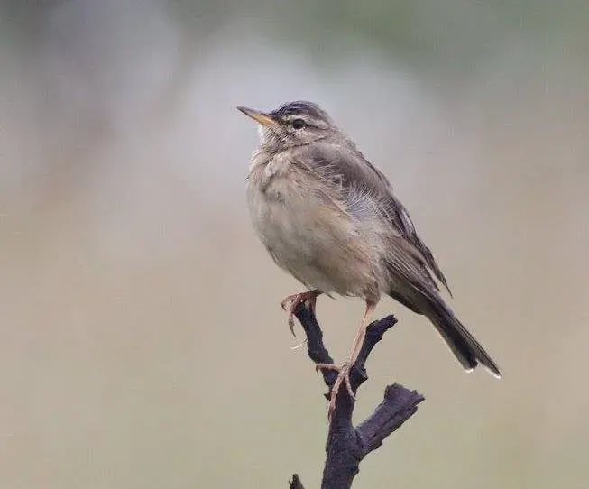 La carte Pipit forestier