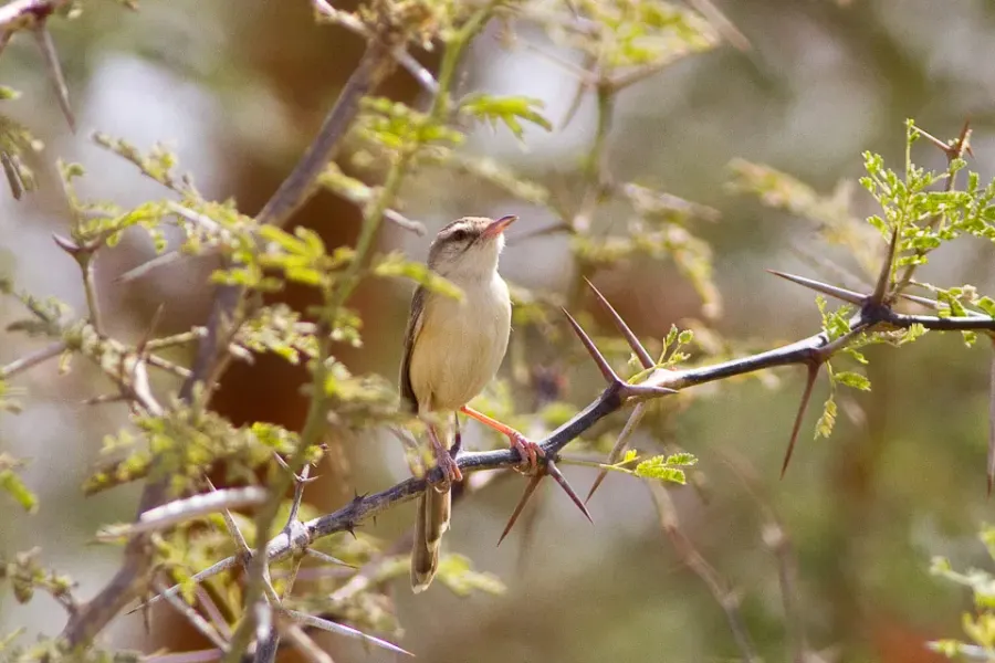 The River prinia card
