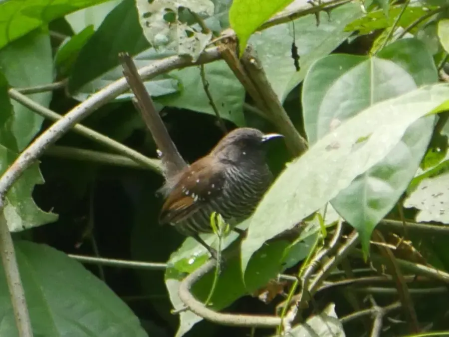 The Banded prinia card