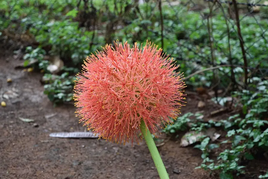 La carte Scadoxus multiflorus