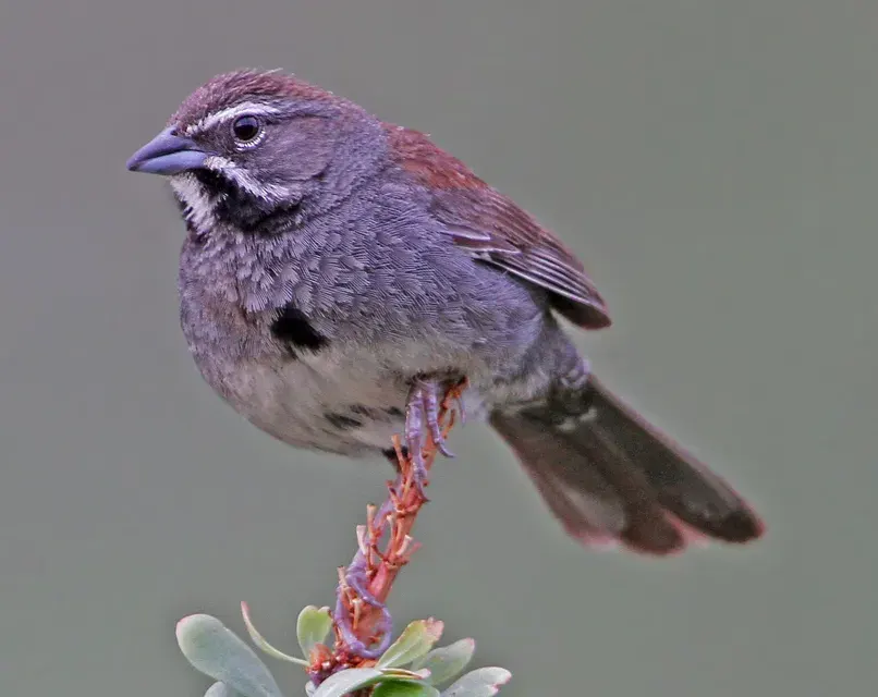 The Five-striped sparrow card