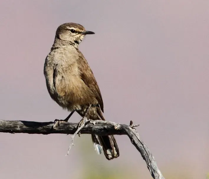 The Karoo scrub robin card