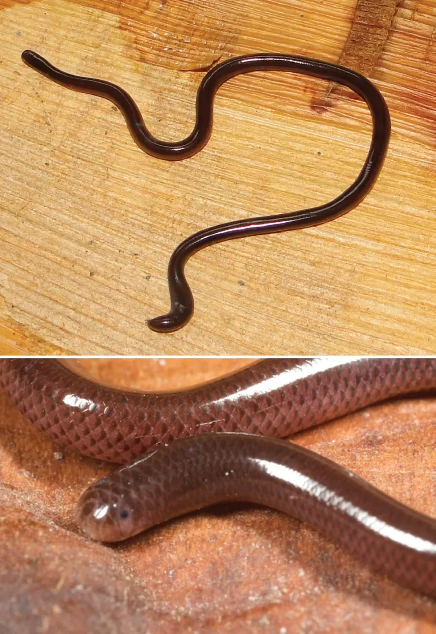 La carte Indotyphlops braminus