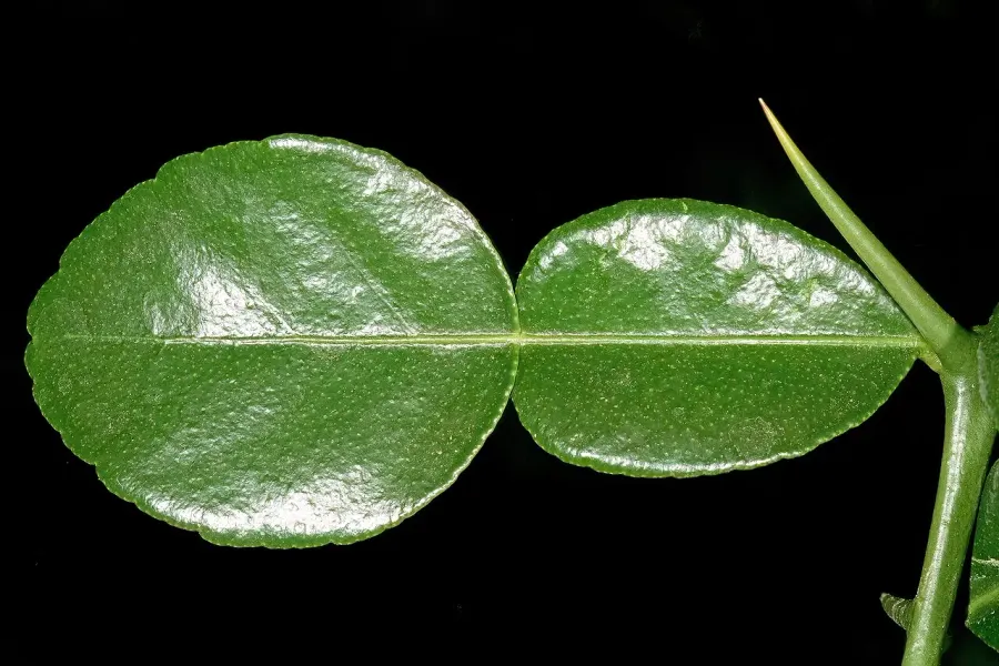 The Phyllode card