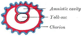 La carte Chorion