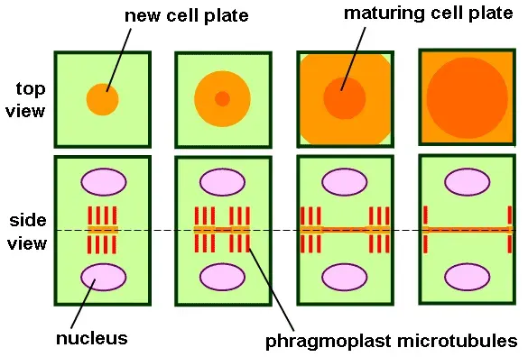 The Phragmoplast card