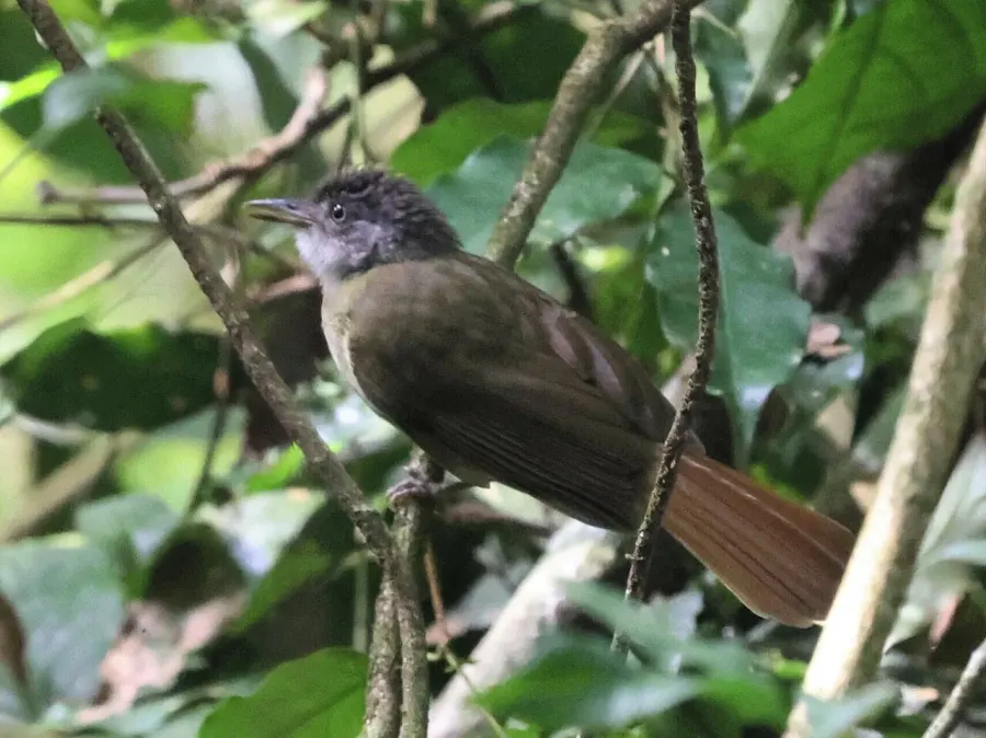 La carte Bulbul à gorge blanche