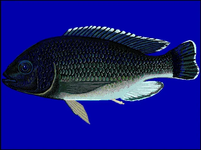 The Oreochromis karongae card