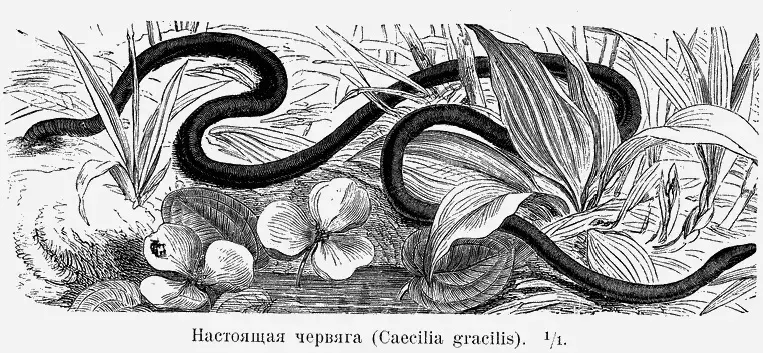 The Caecilia gracilis card