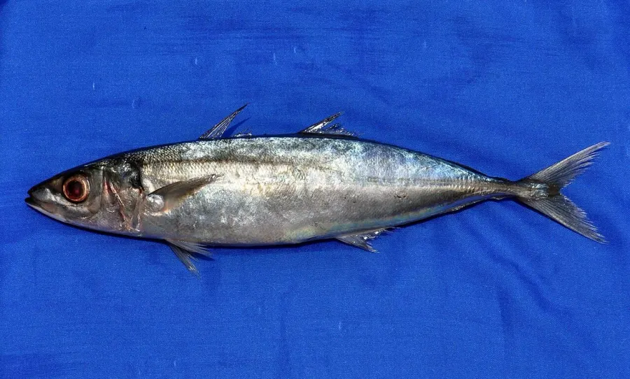The Mackerel scad card