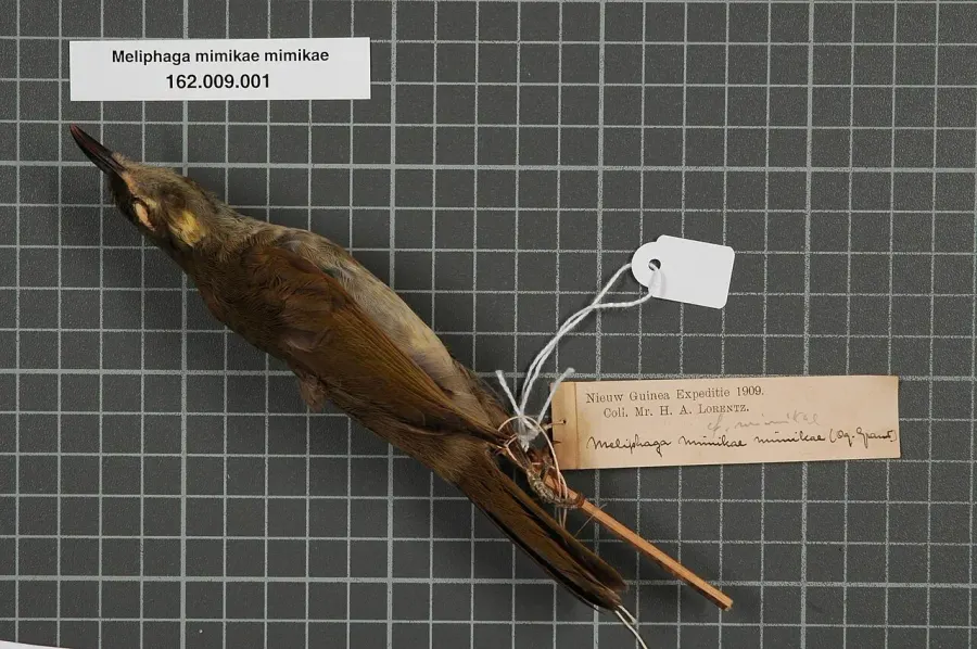 The Mottle-breasted honeyeater card