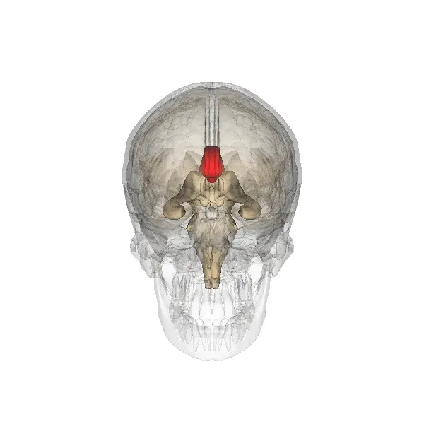 The Corpus callosum card
