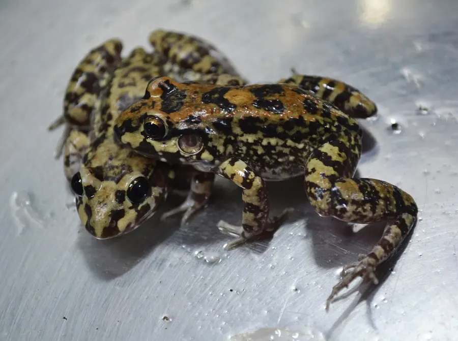 The Leptodactylus troglodytes card