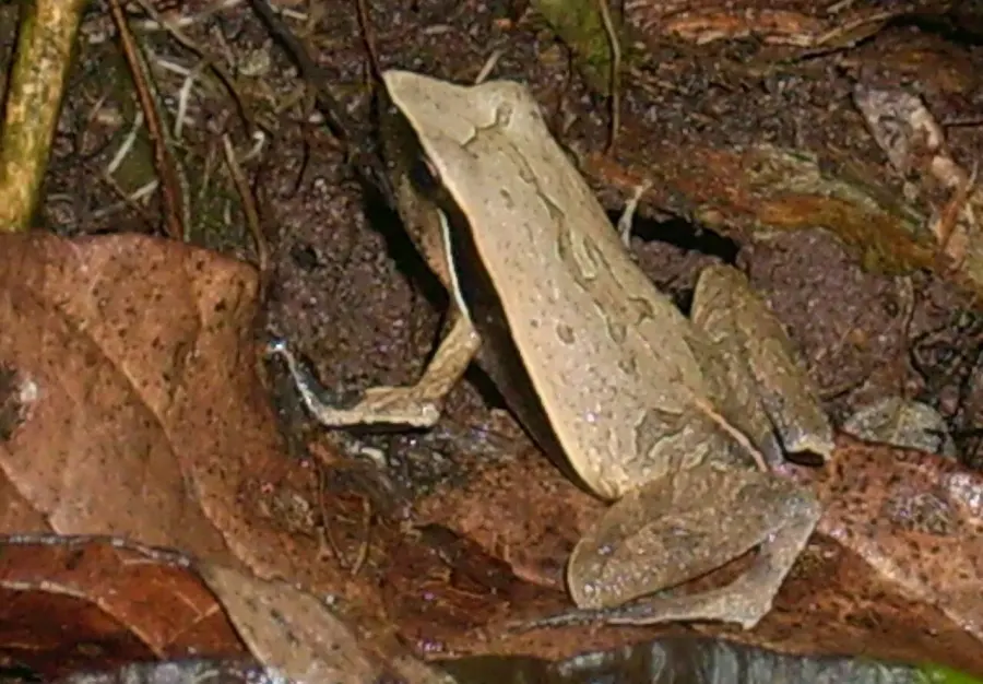 La carte Physalaemus albonotatus