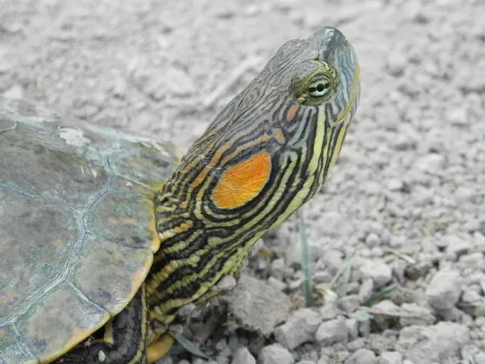 La carte Trachemys gaigeae