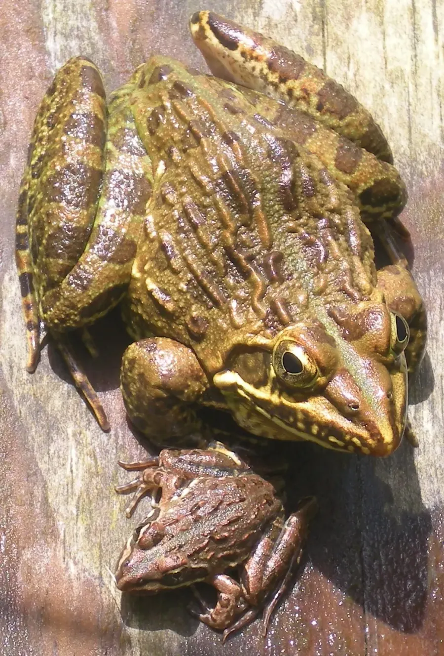 The Angola river frog card