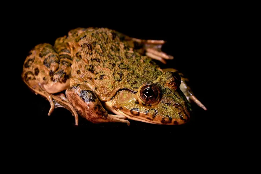 The Crowned bullfrog card