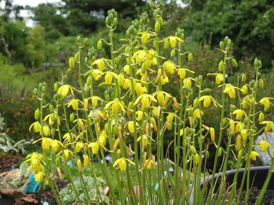 The Albuca card