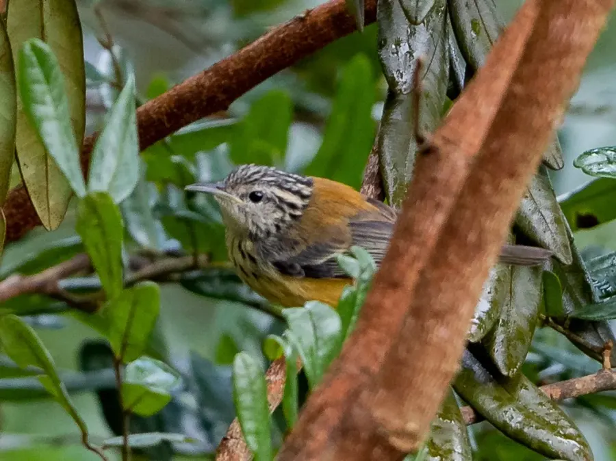 The Orange-bellied antwren card