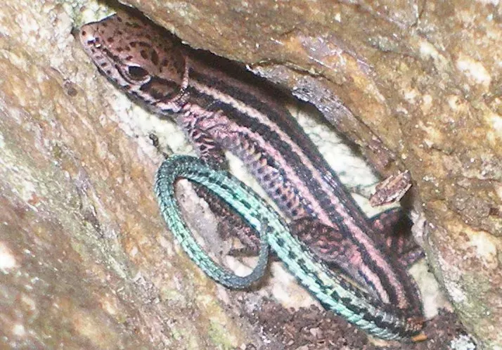The Tropidosaura card