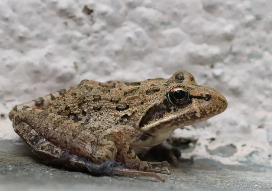 The Gray's stream frog card