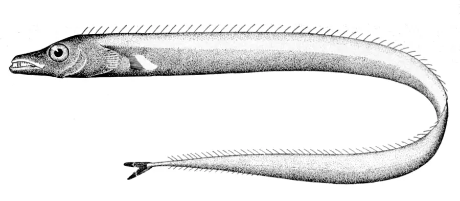 La carte Lepidopus