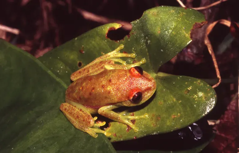 La carte Hypsiboas punctatus