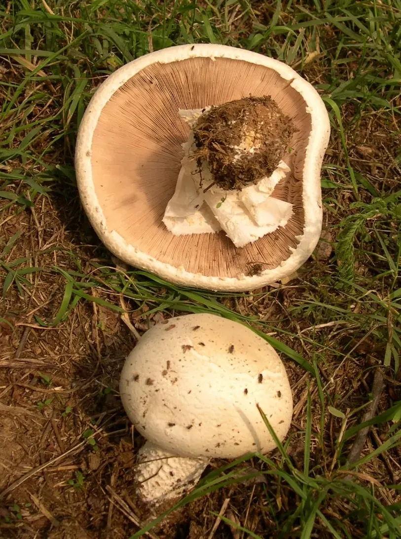 The Agaricus urinascens card