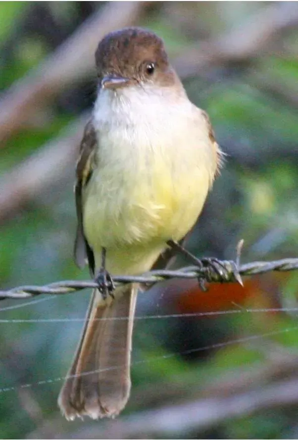 The Sad flycatcher card