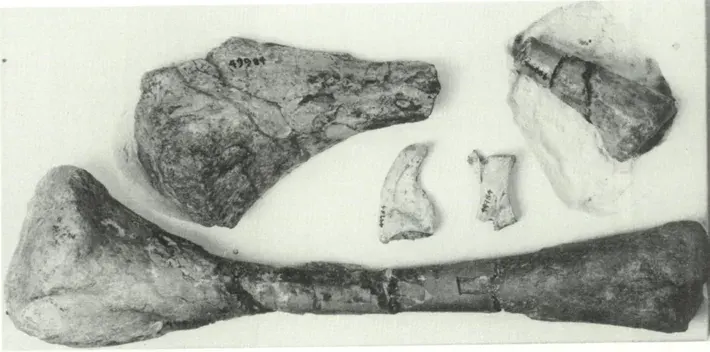La carte Agrosaurus
