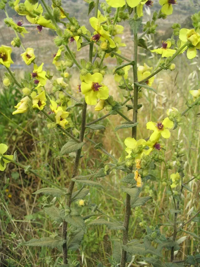 The Verbascum sinuatum card