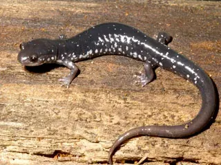 La carte Plethodon