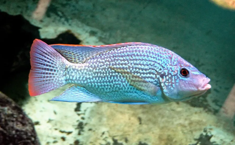 La carte Oreochromis tanganicae
