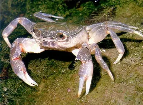 La carte Potamidae