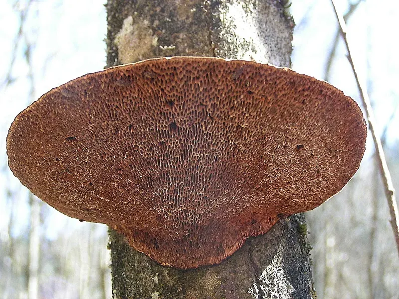 The Daedaleopsis card