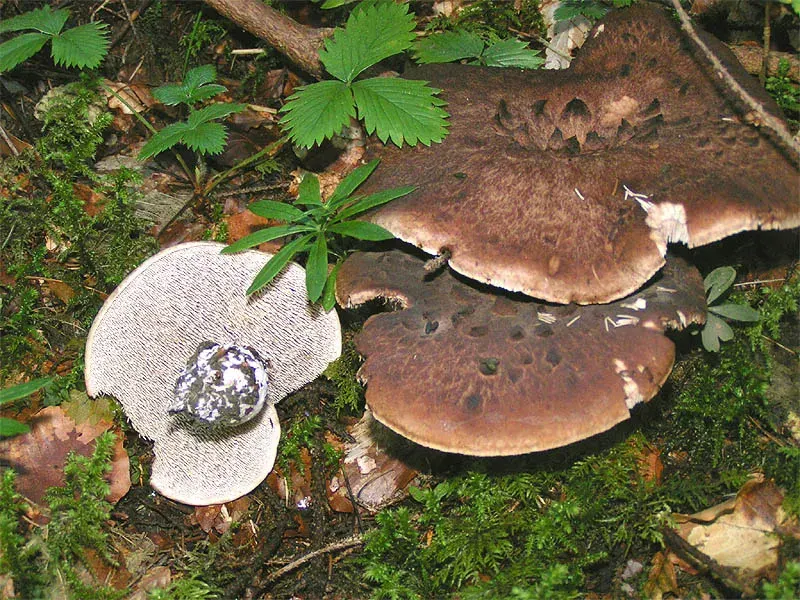 La carte Thelephorales
