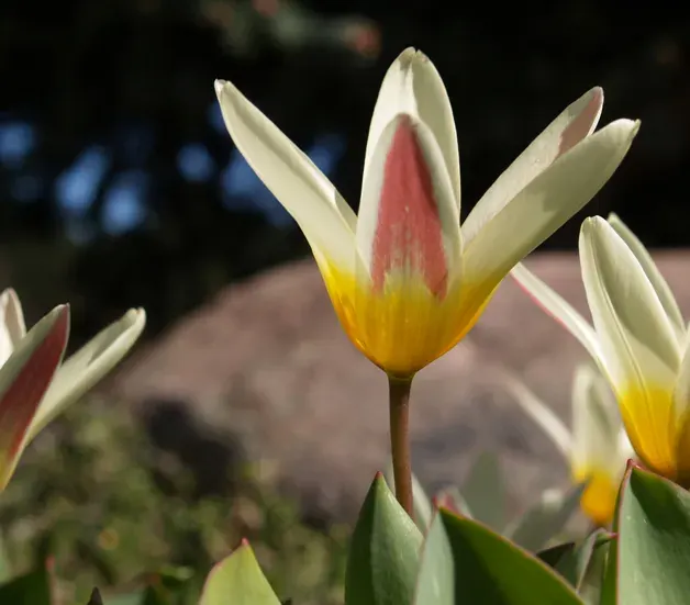 The Tulipa kaufmanniana card