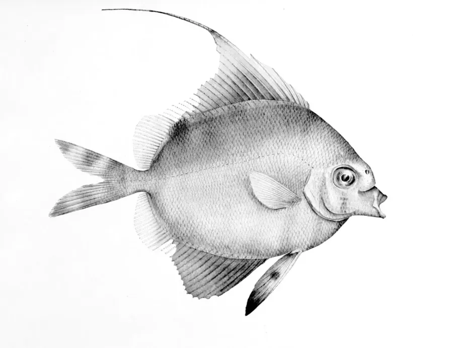 The Veliferidae card