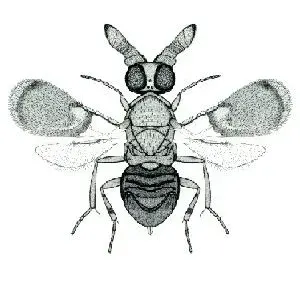 La carte Encyrtidae