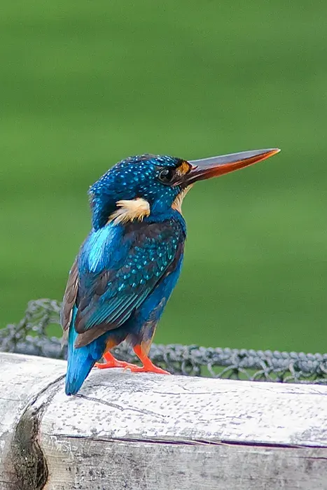 La carte Martin-pêcheur à poitrine bleue