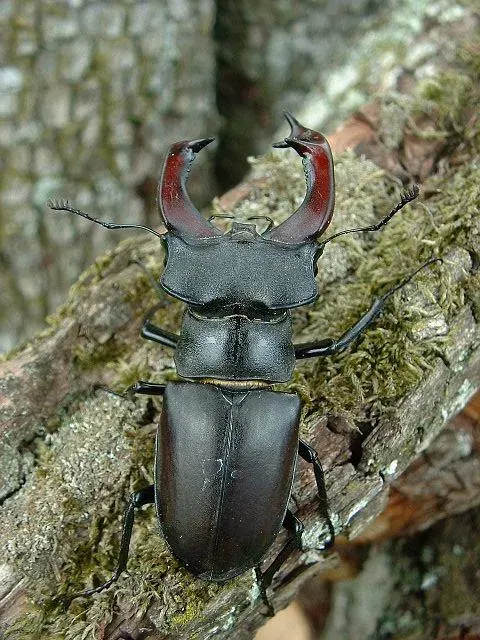 The Beetle card