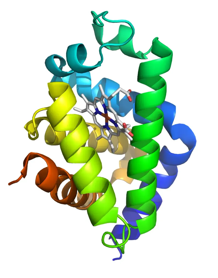 The Neuroglobin card