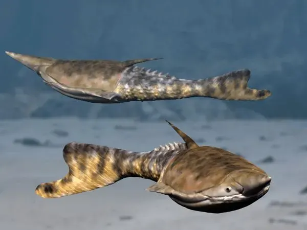 The Pteraspis card
