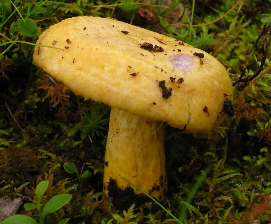 The Lactarius repraesentaneus card