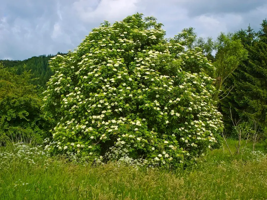 La carte Sambucus nigra